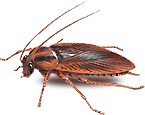 scarafaggi