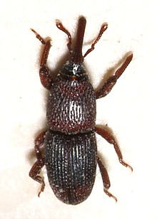 12 - Disinfestazione lepidotteri e coleotteri 11 - Disinfestazione lepidotteri e coleotteri