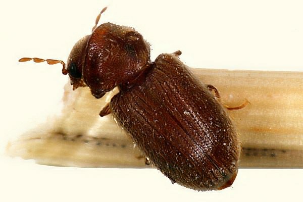 10 - Disinfestazione lepidotteri e coleotteri 9 - Disinfestazione lepidotteri e coleotteri