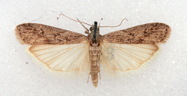 20 - Disinfestazione lepidotteri e coleotteri 19 - Disinfestazione lepidotteri e coleotteri
