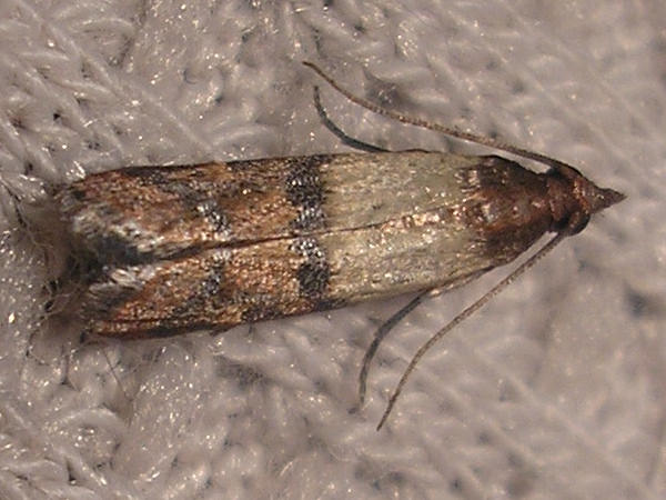 16 - Disinfestazione lepidotteri e coleotteri 15 - Disinfestazione lepidotteri e coleotteri