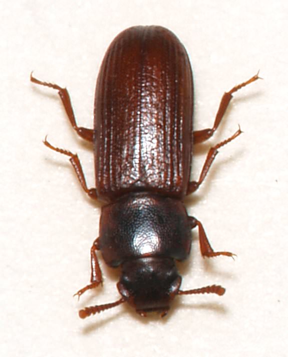 6 - Disinfestazione lepidotteri e coleotteri 5 - Disinfestazione lepidotteri e coleotteri