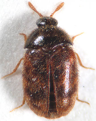 4 - Disinfestazione lepidotteri e coleotteri 3 - Disinfestazione lepidotteri e coleotteri