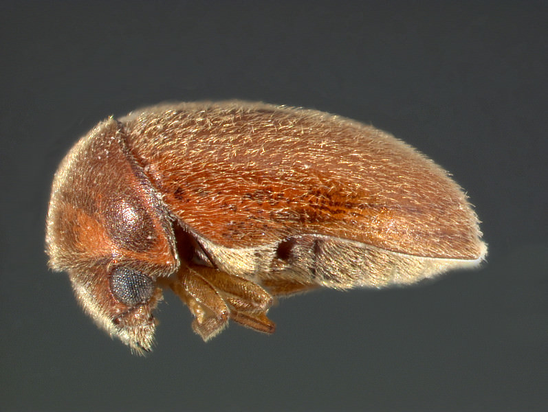 2 - Disinfestazione lepidotteri e coleotteri 1 - Disinfestazione lepidotteri e coleotteri