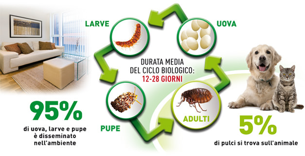 9 - Disinfestazione zecche e pulci