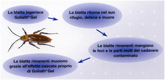 deblattazione 3 - Deblattazione