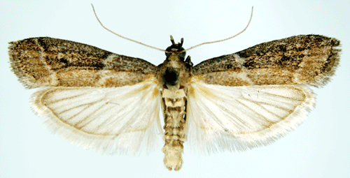 18 - Disinfestazione lepidotteri e coleotteri 17 - Disinfestazione lepidotteri e coleotteri