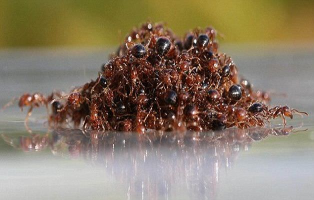 3 - Disinfestazione formiche