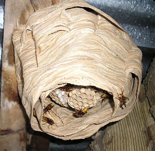 5 - Disinfestazione vespe e calabroni