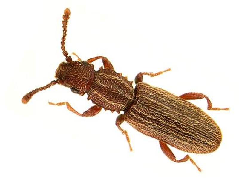 14 - Disinfestazione lepidotteri e coleotteri 13 - Disinfestazione lepidotteri e coleotteri