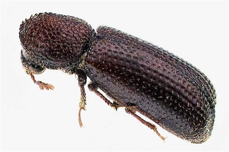 8 - Disinfestazione lepidotteri e coleotteri 7 - Disinfestazione lepidotteri e coleotteri