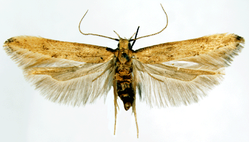 22 - Disinfestazione lepidotteri e coleotteri 21 - Disinfestazione lepidotteri e coleotteri