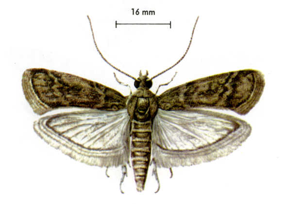 Lepidotteri 3 - Lepidotteri infestanti