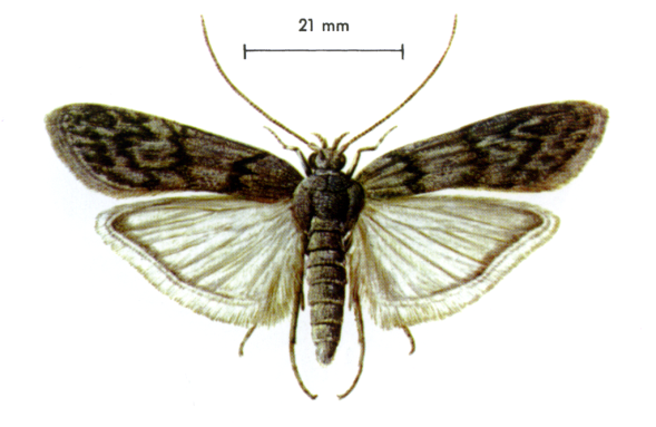 Lepidotteri 5 - Lepidotteri infestanti