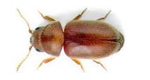 Coleotteri 1 - Coleotteri infestanti