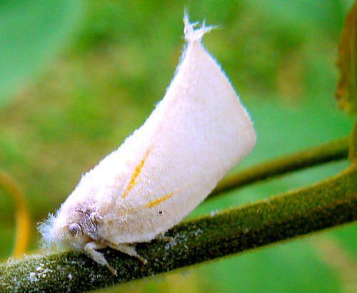 Metcalfa prurinosa 1 - Metcalfa prurinosa