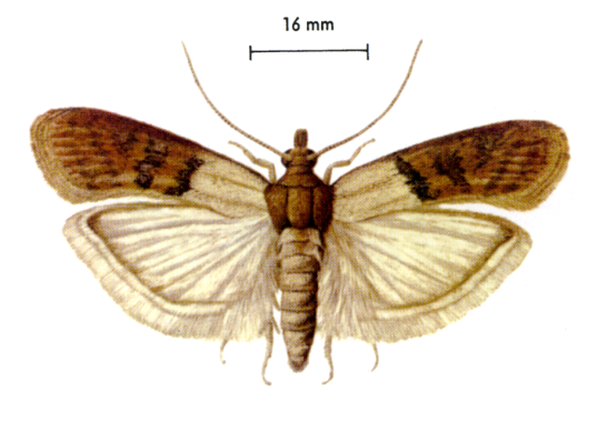 Lepidotteri 1 - Lepidotteri infestanti
