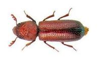 Coleotteri 7 - Coleotteri infestanti
