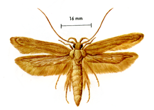 Lepidotteri 7 - Lepidotteri infestanti