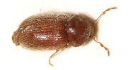 Coleotteri 9 - Coleotteri infestanti