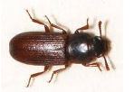 Coleotteri 5 - Coleotteri infestanti