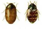 Coleotteri 3 - Coleotteri infestanti