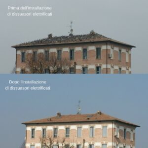 55 - I nostri lavori di allontanamento volatili