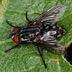Sarcophaga carnaria