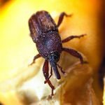 Sitophilus granarius