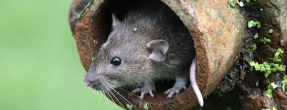 10 - Rattus norvegicus: il danno e l’impatto economico 9 - Rattus norvegicus: il danno e l’impatto economico