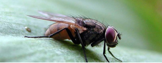 3 - Gli spostamenti delle mosche e le strategie di controllo