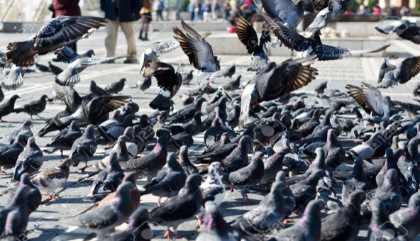 2 - Colombi urbani: un serbatoio di ceppi zoonotici di Salmonella Enteritidis? 1 - Colombi urbani: un serbatoio di ceppi zoonotici di Salmonella Enteritidis?