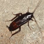 Blatta Orientalis