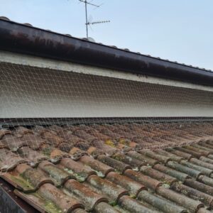 91 - I nostri lavori di allontanamento volatili