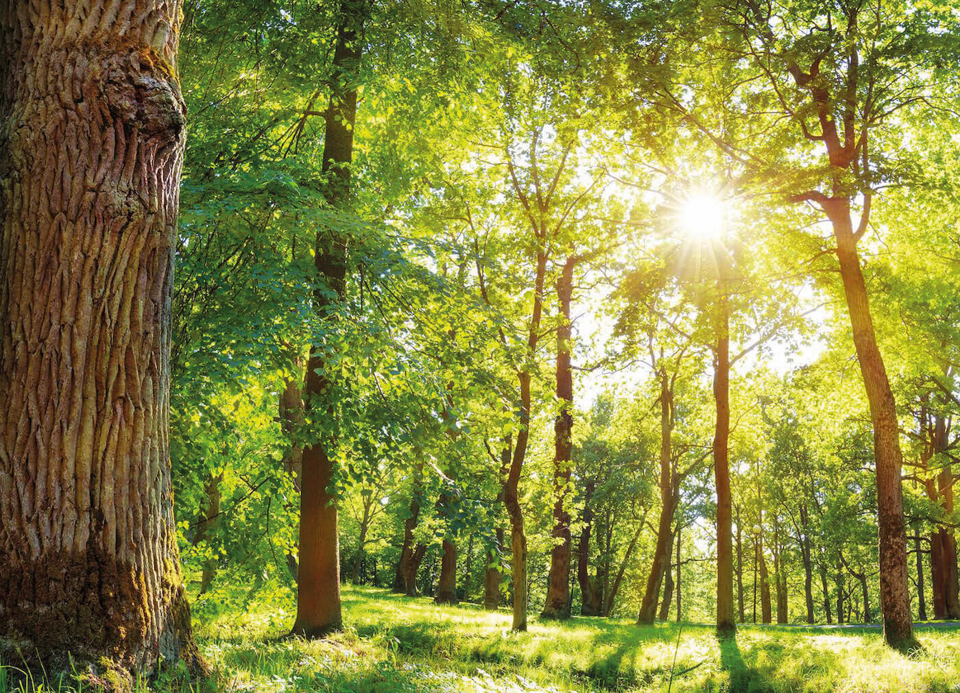 Disinfestazione con Tree Flix