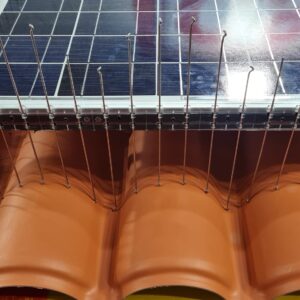 129 - I nostri lavori di allontanamento volatili